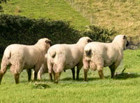 Hopes high for main ram sale at Builth Wells