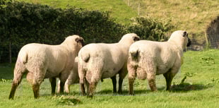 Hopes high for main ram sale at Builth Wells