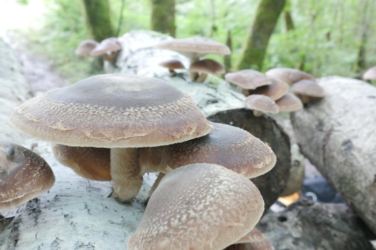 Mushrooms by James Scrivens