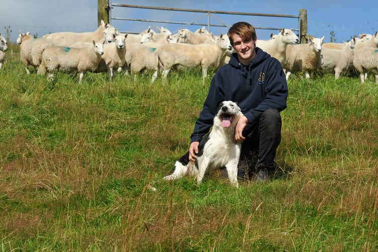 Dewi Jones with Cheviots