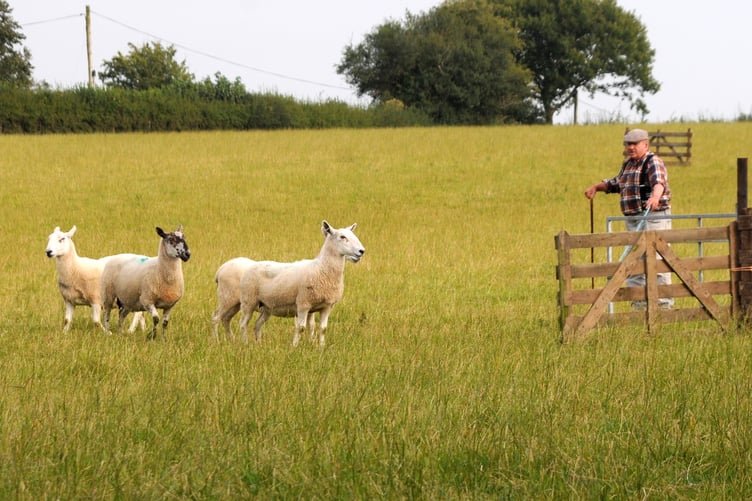 Gladestry Sheepdog Trials 2024