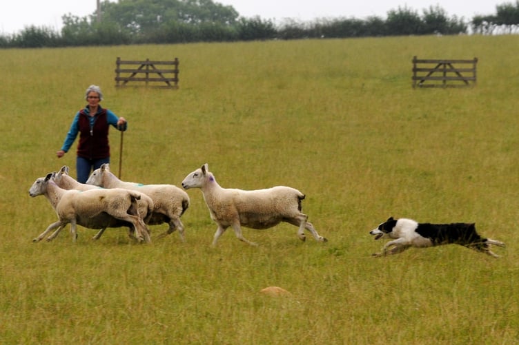 Gladestry Sheepdog Trials 2024