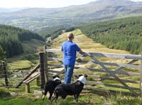 Welsh farmers urged to share their views in red meat sector survey