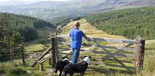 Welsh farmers urged to share their views in red meat sector survey