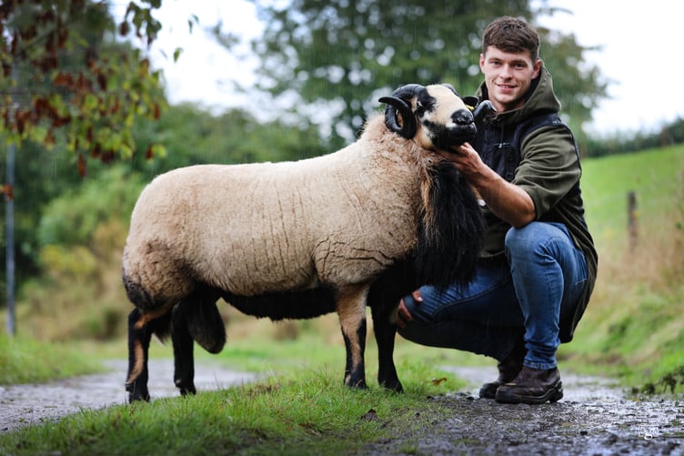 At 2000gns was a Torddu shearling ram from Aron Hemmings.