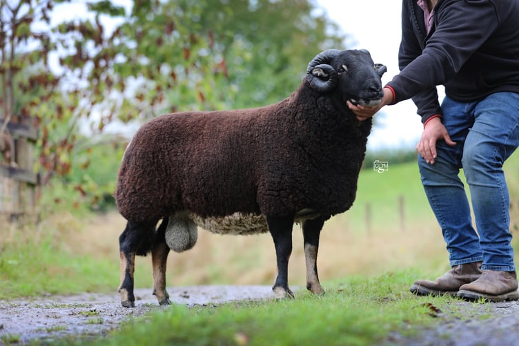 The pre-sale show champion in the Torwen section came from the Davies family and sold for 1050gns.