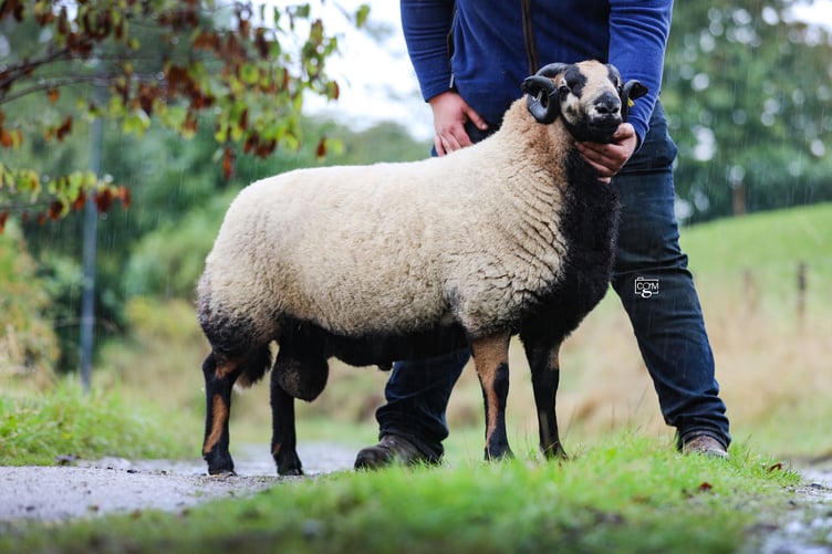 Selling for 2100gns was a Torddu shearling ram from Aled Groucott.