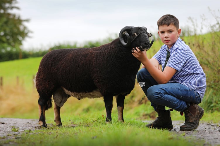 Joint top price in the Torwen section was a shearling ram from Llewellyn Evans, selling for 1050gns.