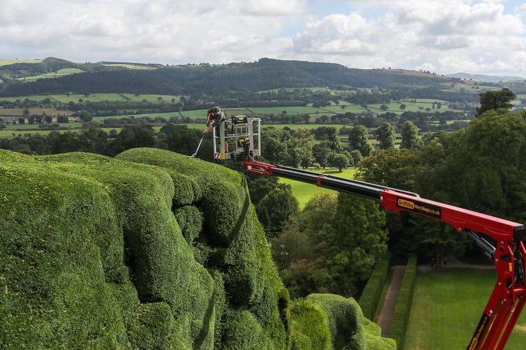 Gardener Dan Bull works from a cherry picker to trim yew trees at Powis Castle in Welshpool, Wales on September 11 2024. The 30ft high hedge which is over 300 years old takes around 6 weeks to complete. Photo released September 13 2024. A brave gardener with a head for heights has started the mammoth task of using a cherry picker to trim a historic castle's famous 300-year-old hedges.Dan Bull will spend eight weeks pruning the gigantic 55ft (16m) firs at Powis Castle, which has often been referred to as âthe worldâs toughest gardening job.â Each year, the senior gardener uses a hydraulic platform and powered shears to meticulously keep the 15,000sq m of formal hedging in pristine condition.Originally planted in the 18th century, the hedges are almost 300-years-old and