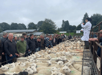 Texel lambs top £122 at Knighton
