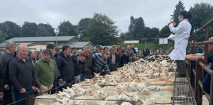 Texel lambs top £122 at Knighton