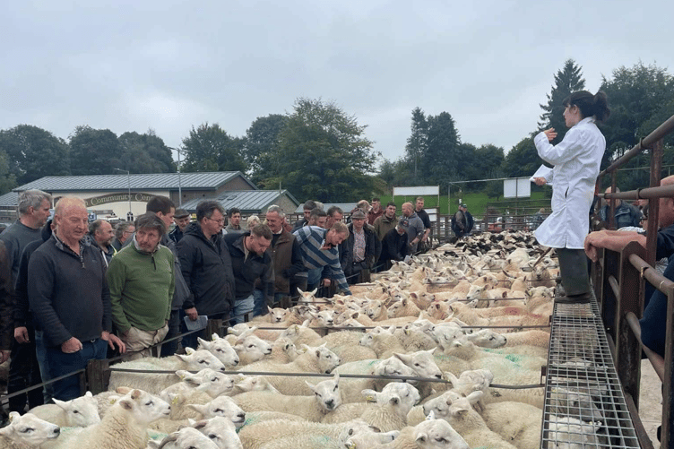 Bidding in full flow at Knighton Market