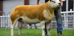 Records broken at Builth ram sale