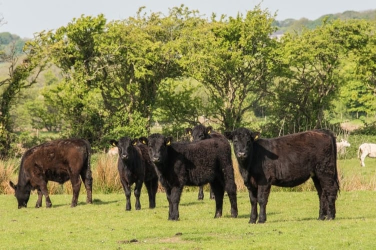 Welsh beef and lamb exports are on the rise