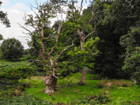 500-year-old oak up for 'Tree of the Year' crown
