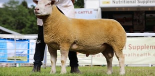 Royal Welsh Show winner fetches £7,000 in private sale