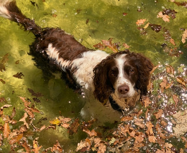 Awareness raised to combat gun dog theft in rural areas
