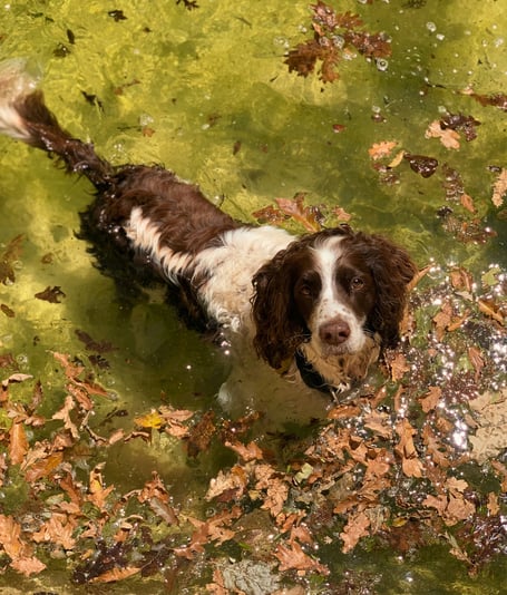 Springer spaniel