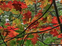 Video: Photography group's autumn favourites