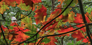 Video: Photography group's autumn favourites