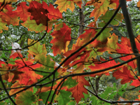 Video: Photography group's autumn favourites