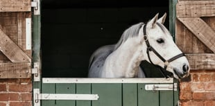 Free webinar for horse owners in Wales