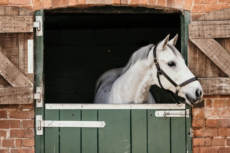 Horse owners in Wales are invited to join a free webinar during World Antimicrobial Resistance Awareness Week