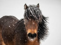 Top tips to keep your pets warm when the weather turns cold