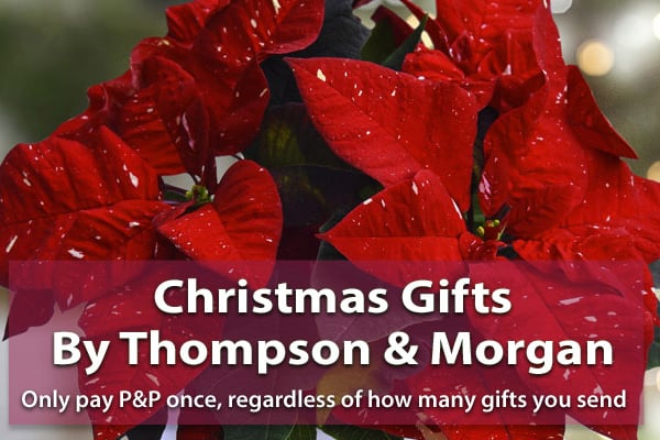 thompson & morgan