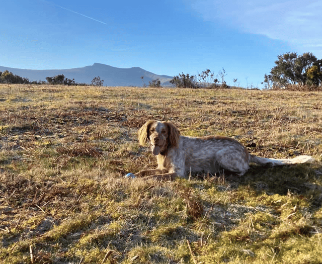Video: Picture This - Pets of Brecon & Radnorshire