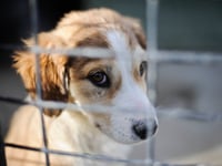 Dozens of pets abandoned in Powys last winter
