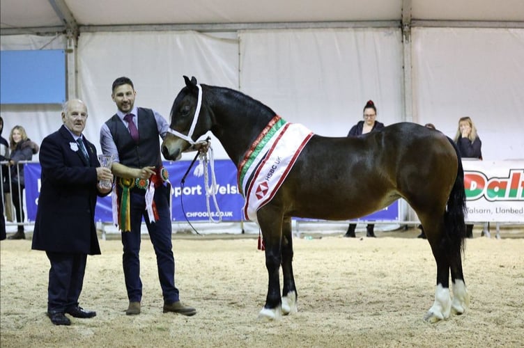 Supreme Horse Champion - Coedwigddu Princess Rosia