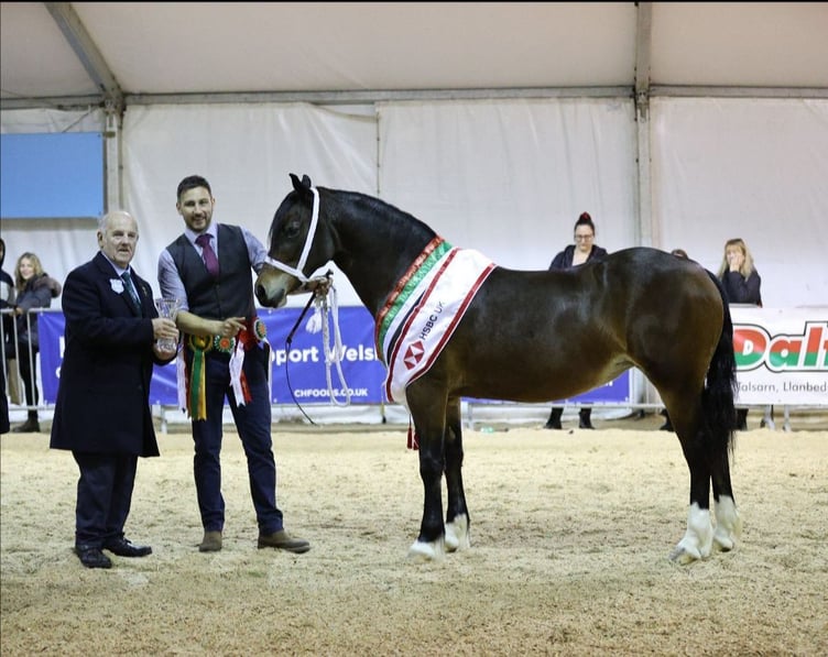 Supreme Horse Champion - Coedwigddu Princess Rosia