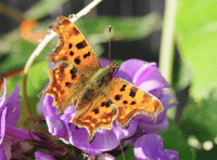 Video: Wildlife photography in Brecon & Radnorshire