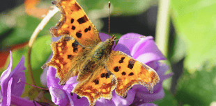 Video: Wildlife photography in Brecon & Radnorshire