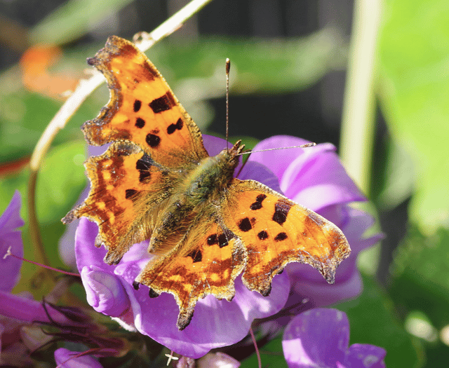 Video: Wildlife photography in Brecon & Radnorshire