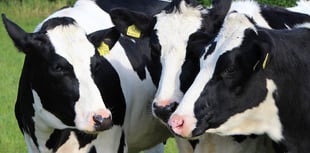Union calls for faster action on bovine TB