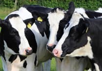 NFU Cymru urges faster action to eradicate bovine TB