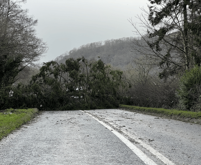 Tree down on A44 to Radnor