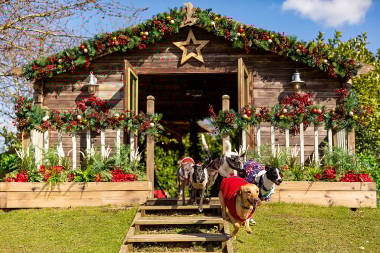 The Dog House at Christmas