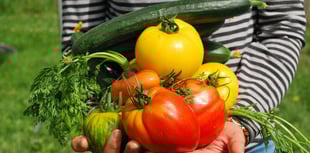 Expert advice on growing veg in Mid Wales
