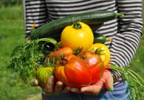 Expert advice on growing veg in Mid Wales