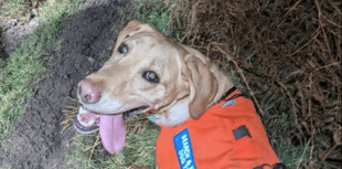 Rescue dog Dug's Boxing Day find