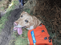 Rescue dog Dug's Boxing Day find