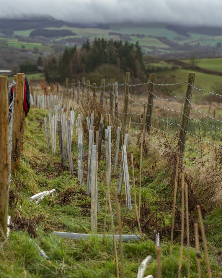 Hedge Planting Llanbister