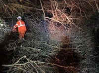 £1 million plan to manage rail vegetation