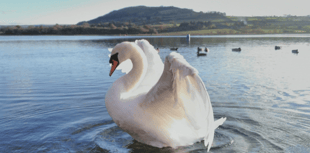 Video: Picture This - Animal photography in Brecon & Radnorshire