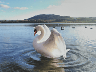 Video: Picture This - Animal photography in Brecon & Radnorshire