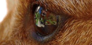 Video: Picture This - Up close photography