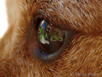 Video: Picture This - Up close photography